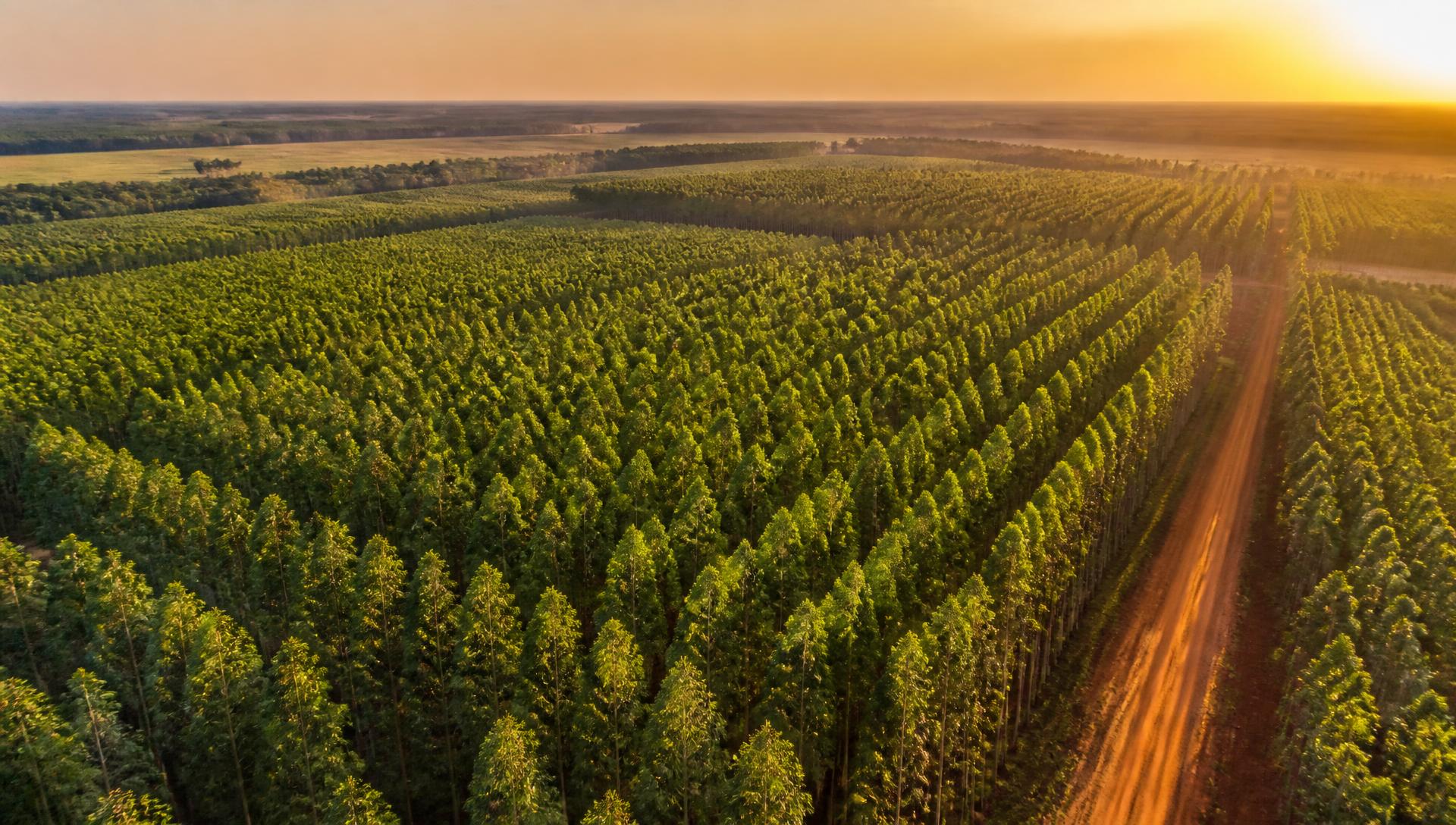 Vista aérea de plantação de eucalipto em Mato Grosso ao amanhecer